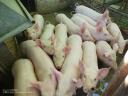 25 kg average piglets for sale