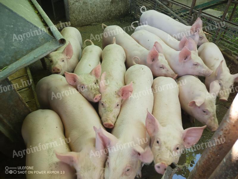25 kg average piglets for sale