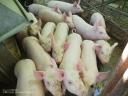 25 kg average piglets for sale