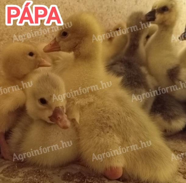 Gans zu verkaufen