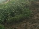 Hot pepper seedling