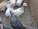 Chicken cocks