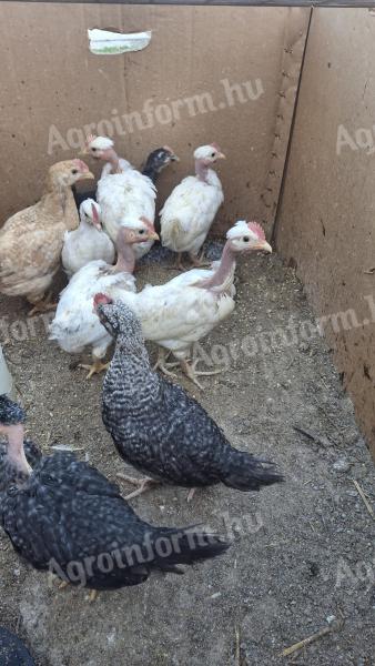 Chicken cocks