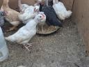 Chicken cocks
