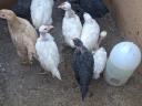 Chicken cocks