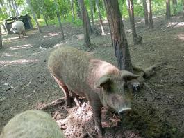 Mangalica süldő eladó.