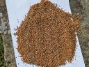 Red millet
