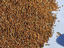 Red millet