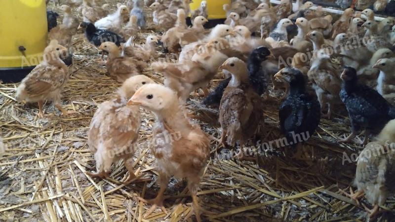 Pre-bred chickens for sale