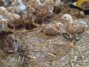 Pre-bred chickens for sale