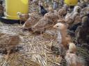 Pre-bred chickens for sale