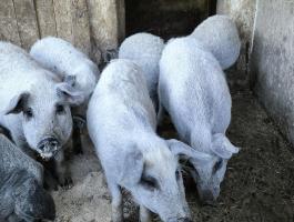 Tisztavérű szőke mangalica malacok