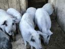 Reinrassige blonde Mangalica-Ferkel