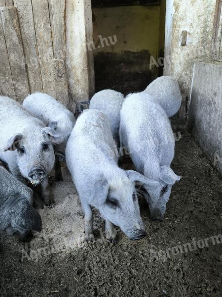 Reinrassige blonde Mangalica-Ferkel