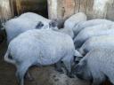 Reinrassige blonde Mangalica-Ferkel