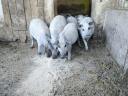 Reinrassige blonde Mangalica-Ferkel