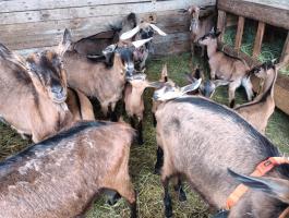 Alpesi őzbarna bakkecske gida