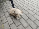 Puli puppy