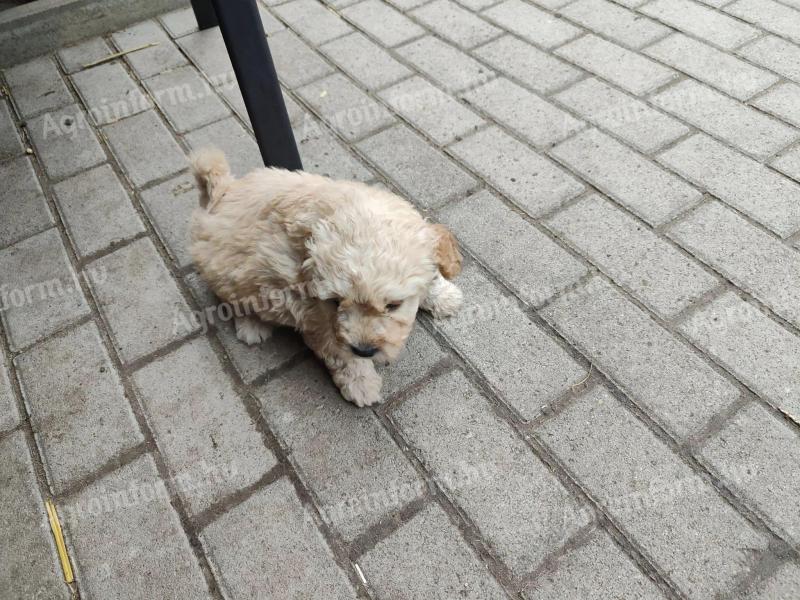 Puli puppy