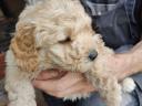 Puli puppy