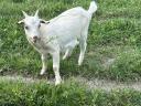 Goat and kid for sale