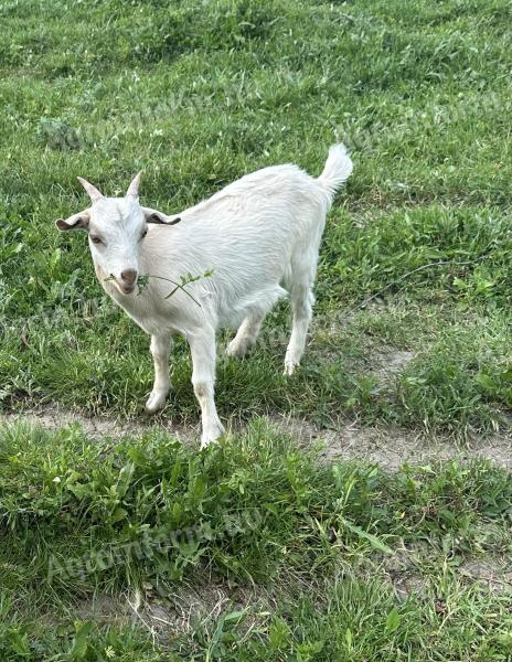 Goat and kid for sale