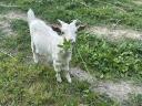 Goat and kid for sale