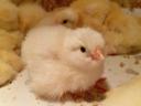 Sussex chick