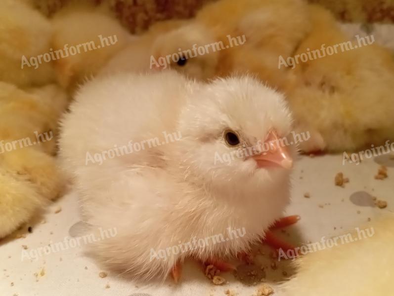Sussex chick