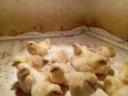 Sussex chick