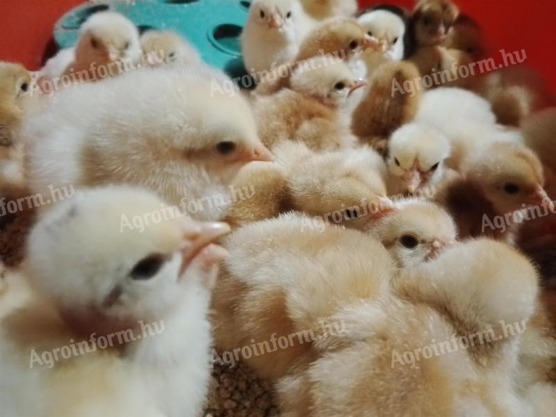 Large-bodied day-old chicks