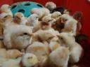 Large-bodied day-old chicks
