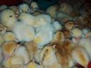 Large-bodied day-old chicks