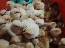 Large-bodied day-old chicks