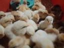 Large-bodied day-old chicks