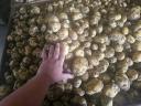 I sell potatoes in wholesale quantities