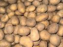 I sell potatoes in wholesale quantities