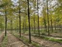Attention landowners - Turbo acacia plantation project supported