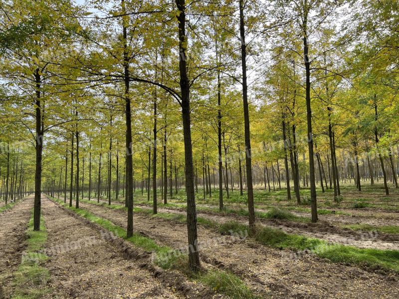 Attention landowners - Turbo acacia plantation project supported