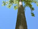 Attention landowners - Turbo acacia plantation project supported