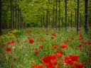 Attention landowners - Turbo acacia plantation project supported