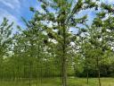 Attention landowners - Turbo acacia plantation project supported