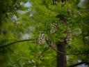 Attention landowners - Turbo acacia plantation project supported