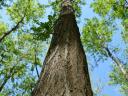 Attention landowners - Turbo acacia plantation project supported