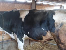 Hf. Bika eladó Vácdukán