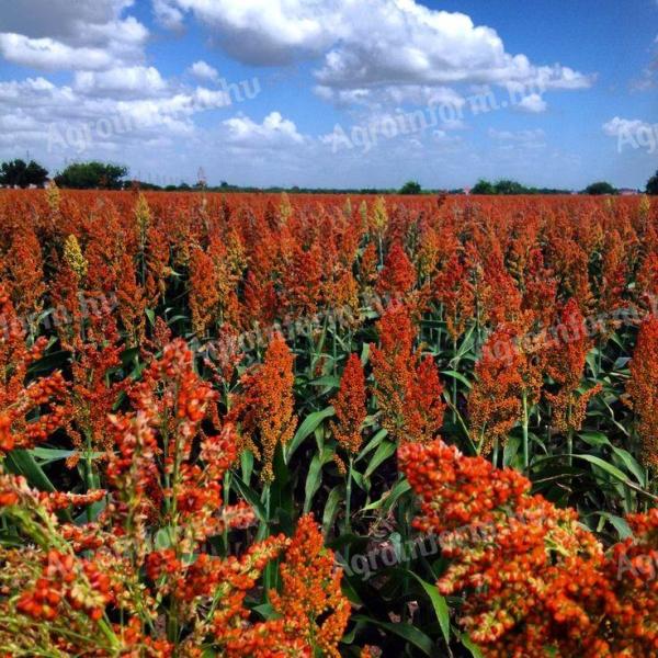 PNR CIROK foliar fertilizer technology