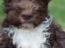 Lagotto Romagnolo