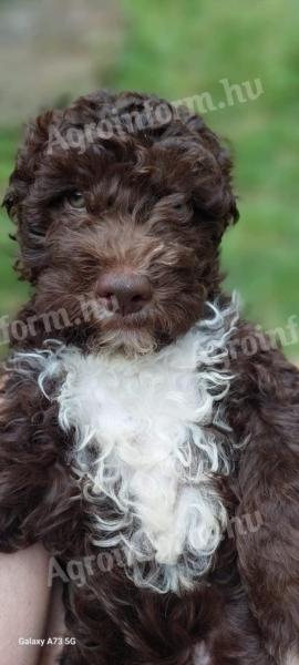 Lagotto Romagnolo