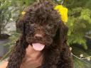 Lagotto Romagnolo