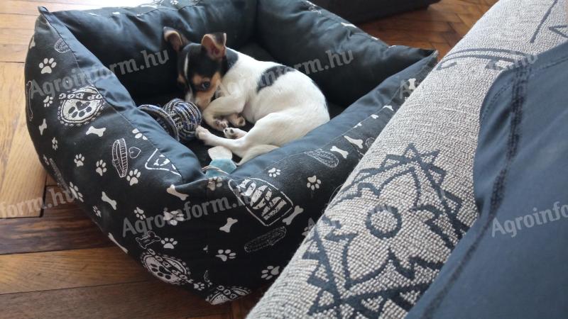 Chihuahua puppy